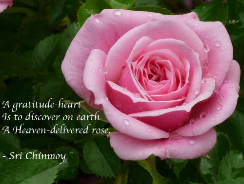 a-gratitude-heart-sunrise-pink-rose-dew-1010.jpg